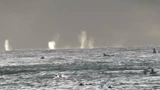 Whales And Dolphins Putting On A Show Hd 1080P