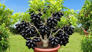 How To Propagate Java Plum Tree Faster With magic water, best idea propagating java plum tree