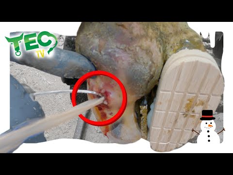 LARGE BALLOONING COW HEEL, INFECTED COW&rsquo;S FOOT | 12 Hooves of Christmas