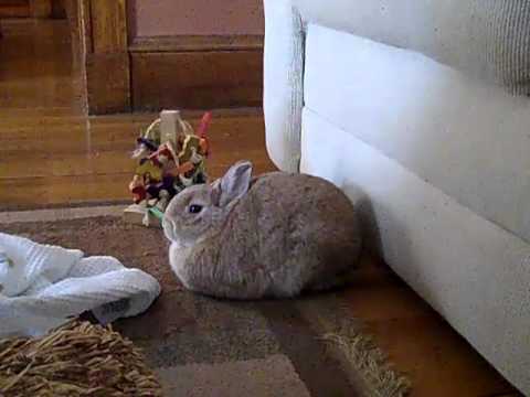 Our Rabbit Helena Snoring - YouTube
