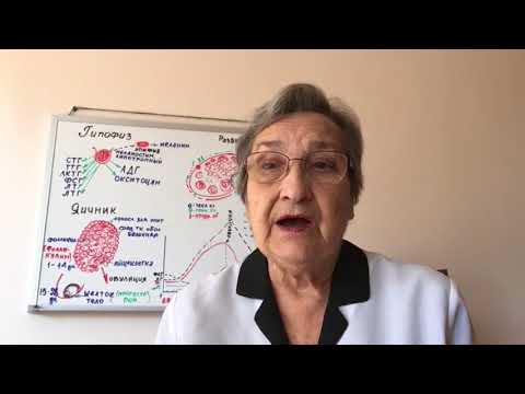 Роль гормонов в регуляции менструального цикла. Часть 3. (49)