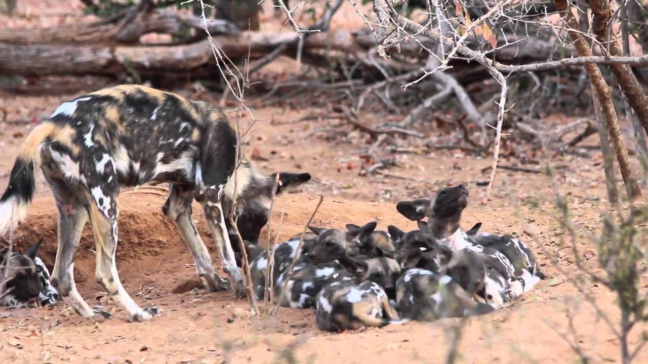 can african wild dogs mate with domestic dogs