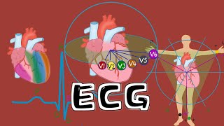 Electrocardiography (ECG\/EKG) - basics 硬核手绘动画【心电图基础】：心电图机制+心脏传导系统 12 Lead ECG Explained, Animation