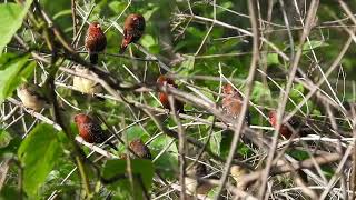 Red avadavat( ಕೆಂಪು ರಾಟವಾಳ) birds in mass. Nice to hear chirping sound.