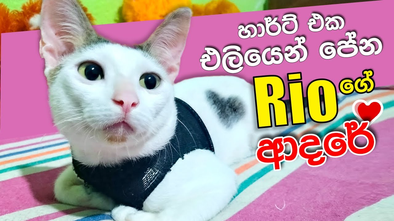 කොහොමද රියෝගේ ආදරේ How is Rio's love 😍😘😍 - YouTube