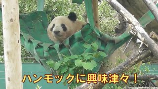 5/9レイレイハンモックは楽しい？可愛い姿をたくさん見せてくれましたgiantpanda @tokyo 上野動物園 by _ pandalife 7,772 views 3 weeks ago 23 minutes