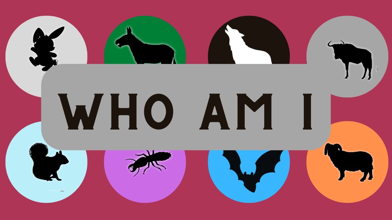 Guess Animal Name Quiz Raccoon, Fox, Zebra, Horse, Snake, Goat, Lion, Leopard YouTube