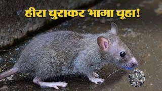 क्या हुआ जब डायमंड रिंग चुराकर भागा चूहा? Vichitra Kintu Satya। Strange But True screenshot 4