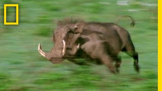 「ん」からはじまる動物リスト