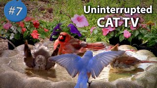 7. Cat TV Birds Bathing & Drinking water in a Birdbath - NO Interruptions #CATTV