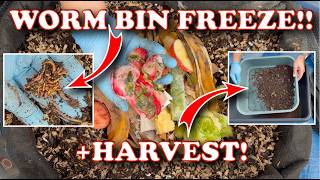Harvesting My Outdoor Worm Bin After Freezing Temperatures… I Was Shocked! + Oak Leaf Bedding!