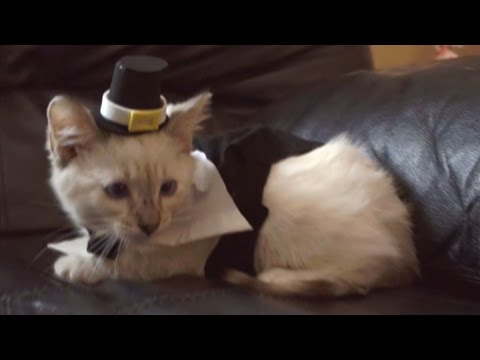 Cat's First Thanksgiving - Funny #Thanksgiving cat video