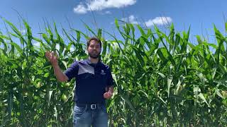 The Corteva Agriscience corn pipeline