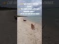 👉”Shy Lost Dog Comes Close…Then Walks Away 🥲”