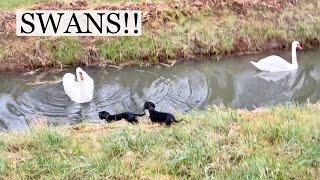 Family Diary Dachshunds get too close to these swans.