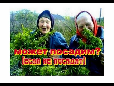 кто и зачем запретил коноплю 7 причин