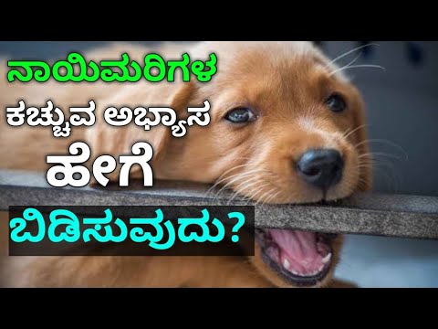 HOW TO STOP PUPPY BITING /IN KANNADA /THE POSITIVE REINFORCEMENT WAY