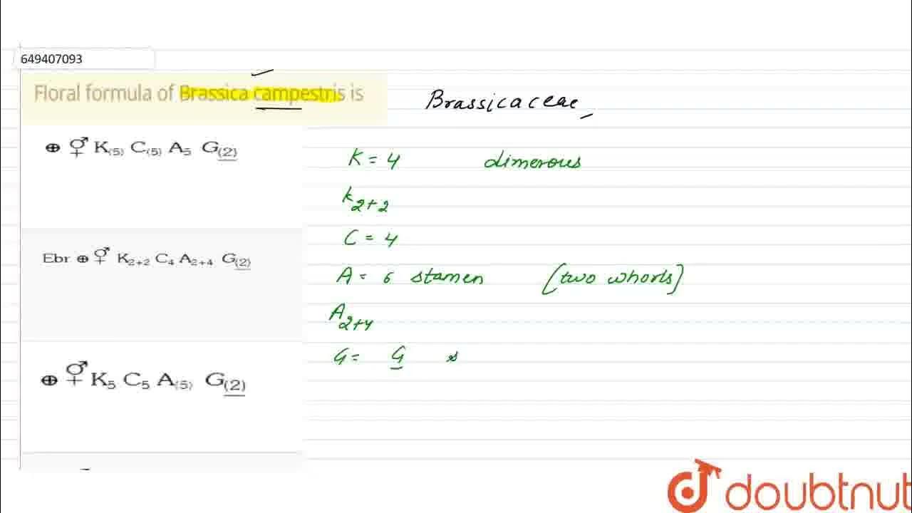 Floral formula of Brassica campestris is | CLASS 11 | MORPHOLOGY OF