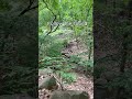 Follow The Sound