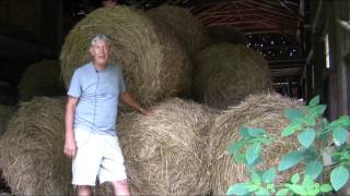 Wood Crest Switchgrass Farm