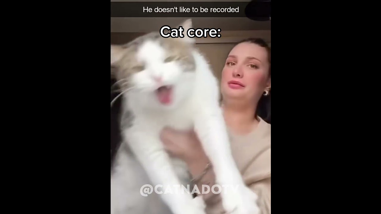 Cat core. #shorts #funny #cat #core