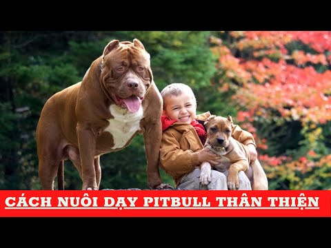 Video: Làm thế nào để dạy Pit Bull của bạn ở lại