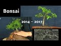 Bonsai vom Sämling zum Bonsai Doku Weißdorn