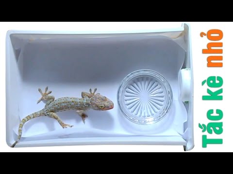 Video Cách nuôi một con tắc kè nhỏ (raising a baby gecko) - youtube