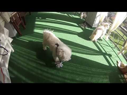 Βίντεο: Πώς να πλέκω ένα σκυλί παιχνιδιών