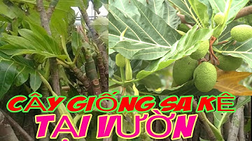 Cây Sa Kê Cây Giống bán tại Miền Bắc Loại Cây Trồng nhiều dinh dưỡng tốt cho sức khỏe/TTP