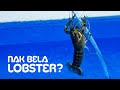 Nak cuba bela lobster air tawar | Asas Lobster / Udang Kara