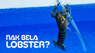 Nak cuba bela lobster air tawar | Asas Lobster / Udang Kara