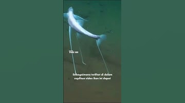 Ikan Unik Penghuni Dasar Laut Dalam Ini Bisa Berdiri dengan Siripnya #shorts #tripod