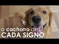 O CACHORRO DE CADA SIGNO