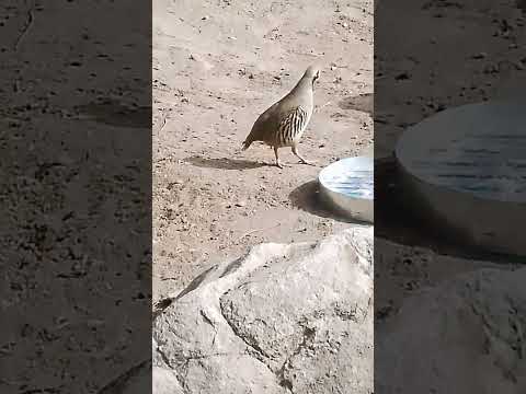 кабки шкори помир