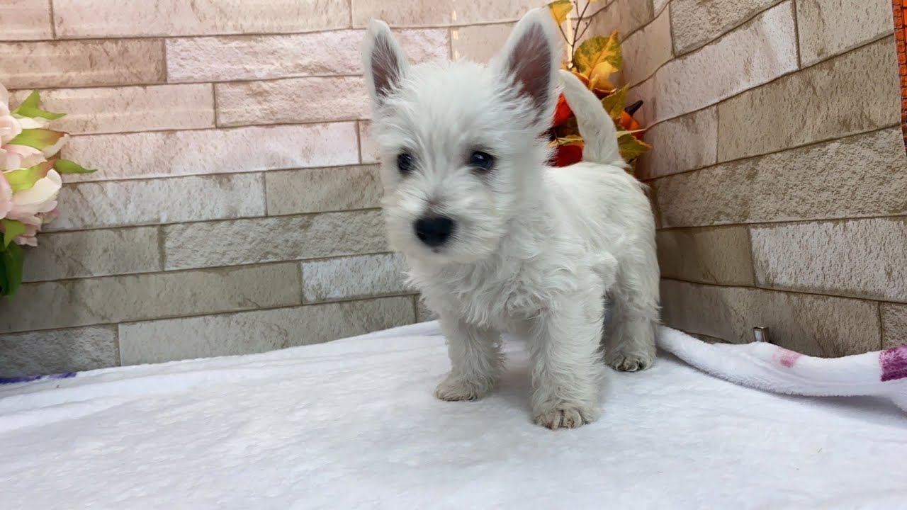 ウエスト・ハイランド・ホワイト・テリア 子犬 2023年1月9日生まれ