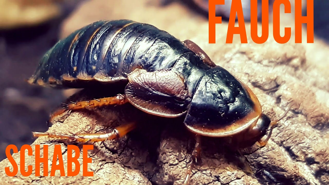 Die Geräusche der Madagaskar-Fauchschabe Gromphadorhina portentosa 