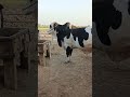beautiful Gulabi panda Bull mashallah #viralvideo #viralshort #bullfarming#unfrezzmyaccount#pakistan