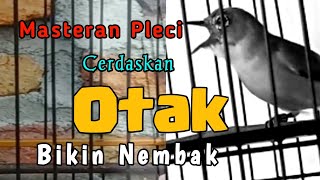 cerdaskan OTAK pleci dengan TERAPI dan MASTERAN pleci NEMBAK SEJALUR