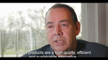 Using insects to feed livestock