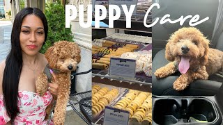 DOG VLOG | MINI POODLE CARE  PETCO Groomers + Dog Bakery Visit