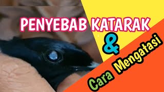 Penyebab dan cara mengatasi mata burung katarak