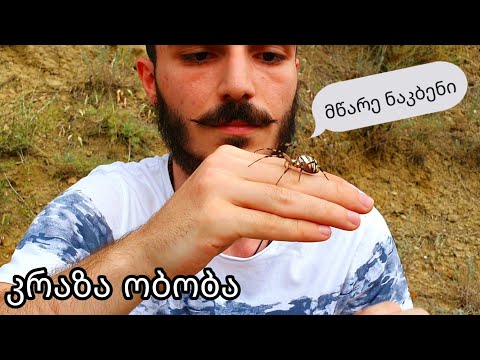 კრაზანა ობობა ჩემ ხელზე - BBR WILD #10