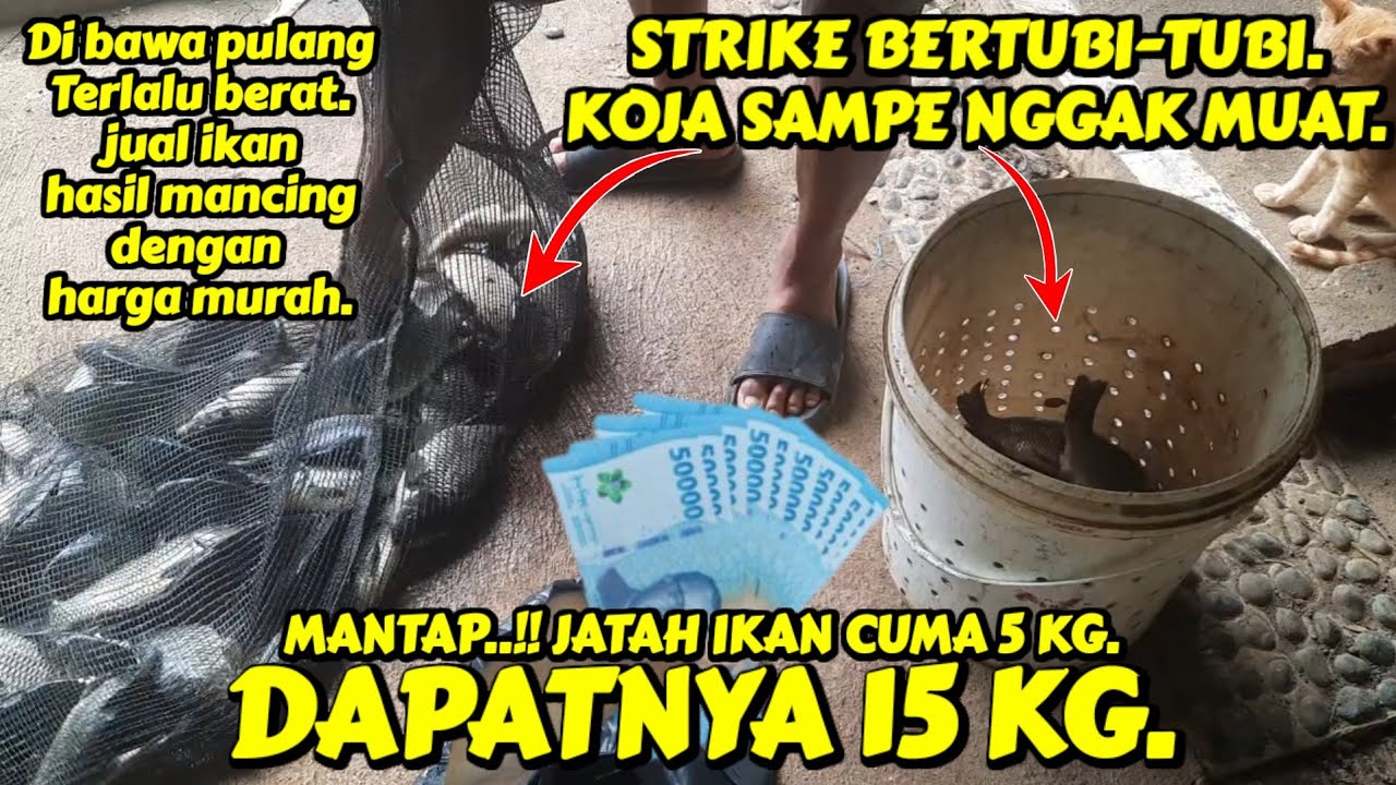 LUAR biasaaa..!! Sadisnya racikan umpan ikan mas terbaru. Bikin tetangga melongo.