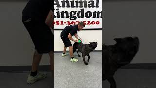 Bañando A Un Enorme Cane Corso Ñol