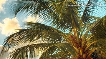 سورة النبأ - سورة الفجر - الاستاذ شهريار برهيزكار