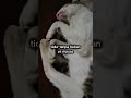 ngorok #fypシ゚viral #cat #kucing