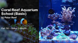 Coral Reef Aquarium School - Part S6 - Status 5 Month by Peter Reef 252 views 10 months ago 2 minutes, 2 seconds