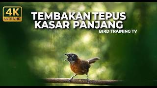   Tembakan Masteran Tepus Kepala Abu Gacor Kasar Panjang Masteran Murai Batu Bima