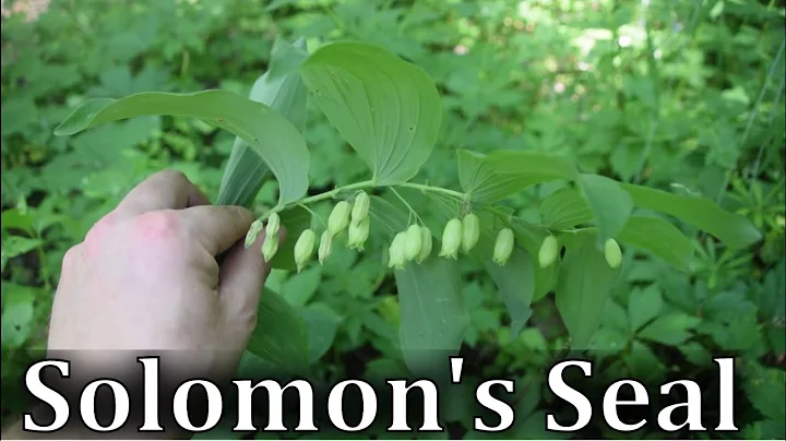 How To Identify Solomon's Seal - Polygonatum spp. - DayDayNews